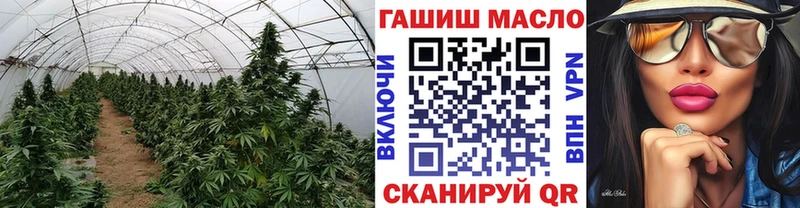 где можно купить   Калининец  ТГК концентрат 